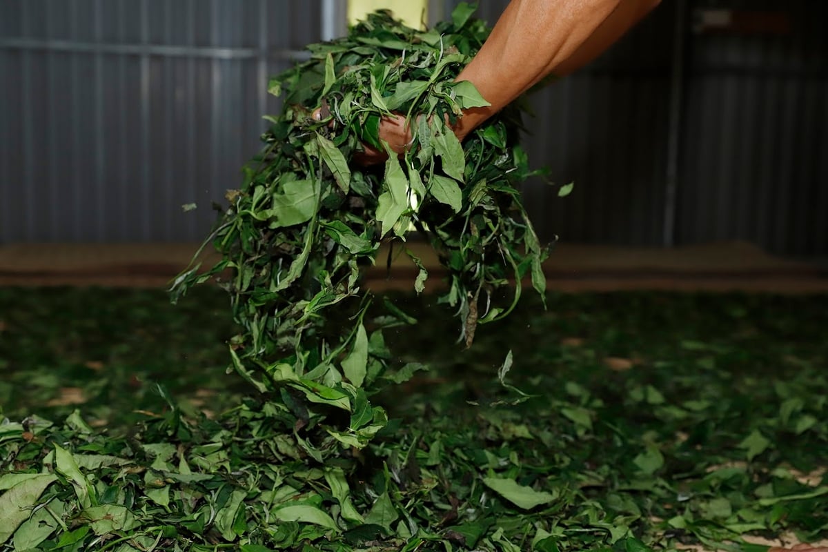 Xưởng sản xuất chè của Hợp tác xã Chè Hồ Thầu.
