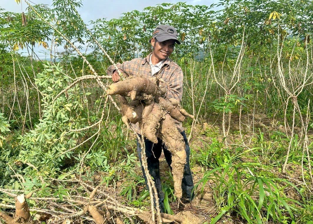 Farmers harvesting cassava in Tay Nguyen. Photo: Thanh Son.