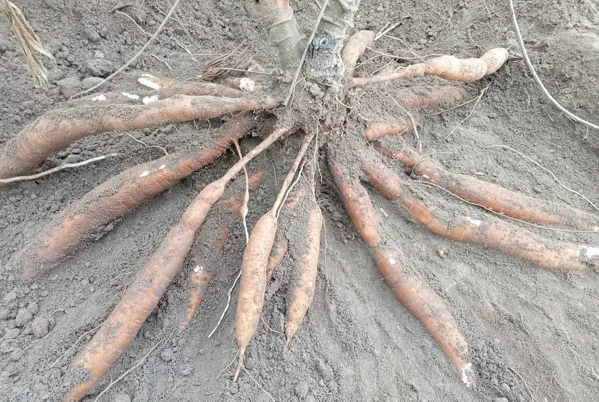 Cassava ready for harvest. Photo: Thanh Son.