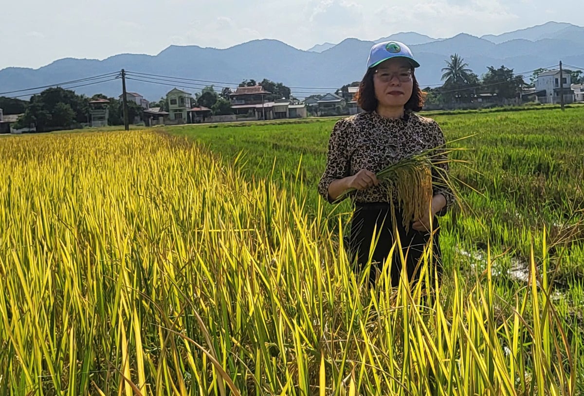 Bà Chu Thị Thanh Xuân - Phó Giám đốc Sở Nông nghiệp và Môi trường tỉnh Điện Biên kiểm tra sản xuất lúa trên cánh đồng Mường Thanh. Ảnh: Trần Hương. Bà Chu Thị Thanh Xuân - Phó Giám đốc Sở Nông nghiệp và Môi trường tỉnh Điện Biên kiểm tra sản xuất lúa trên cánh đồng Mường Thanh. Ảnh: Trần Hương.