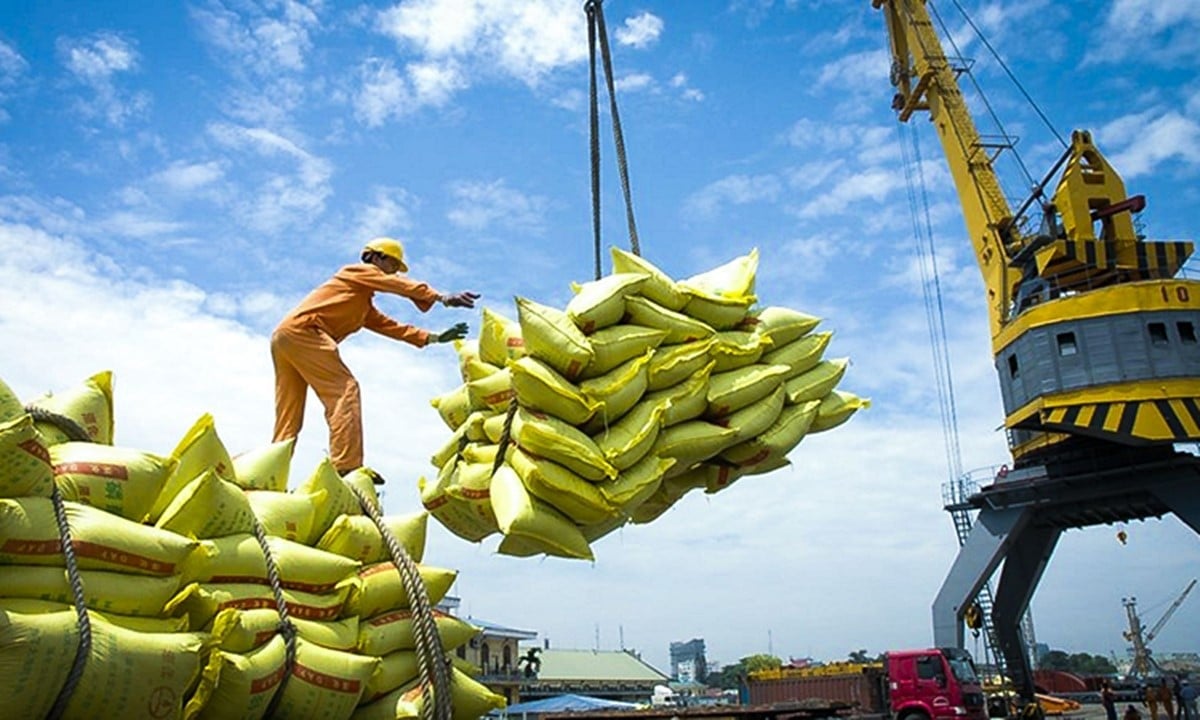 Cập nhật giá lúa gạo hôm nay 30/8/2025 mới nhất Cập nhật giá lúa gạo hôm nay 30/8/2025 mới nhất