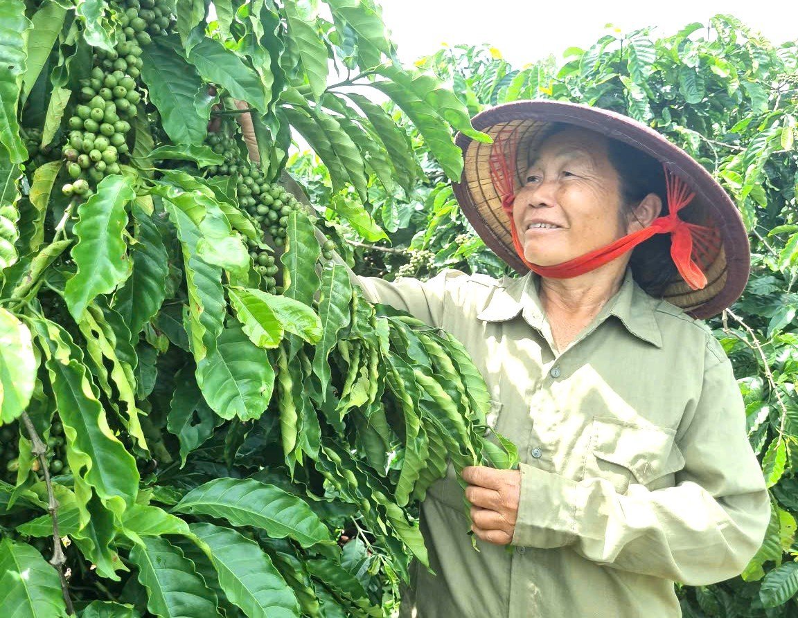 Vườn cà phê trồng theo hướng hữu cơ của gia đình bà Vũ Thị Từ. Ảnh: Tuấn Anh. Vườn cà phê trồng theo hướng hữu cơ của gia đình bà Vũ Thị Từ. Ảnh: Tuấn Anh.