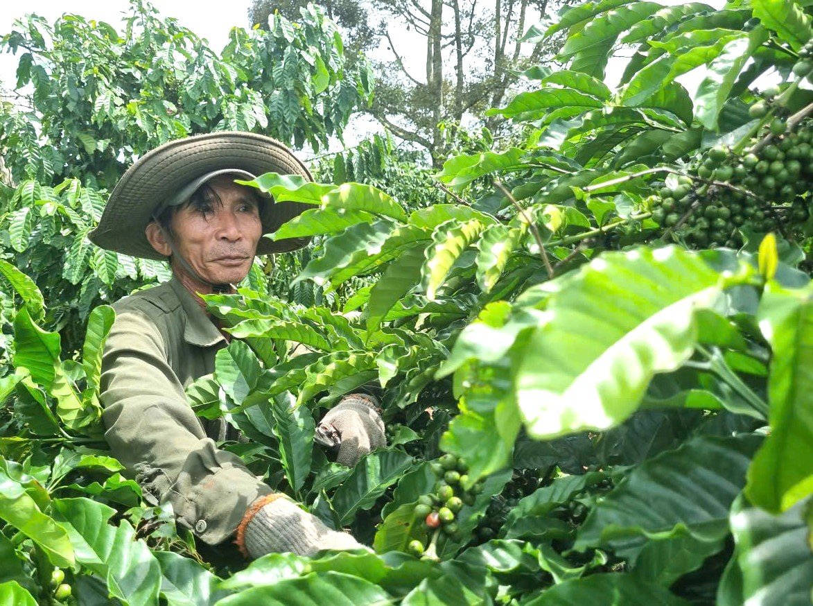 Những vườn cà phê hữu cơ luôn an toàn và chất lượng thơm ngon. Ảnh: Tuấn Anh. Những vườn cà phê hữu cơ luôn an toàn và chất lượng thơm ngon. Ảnh: Tuấn Anh.