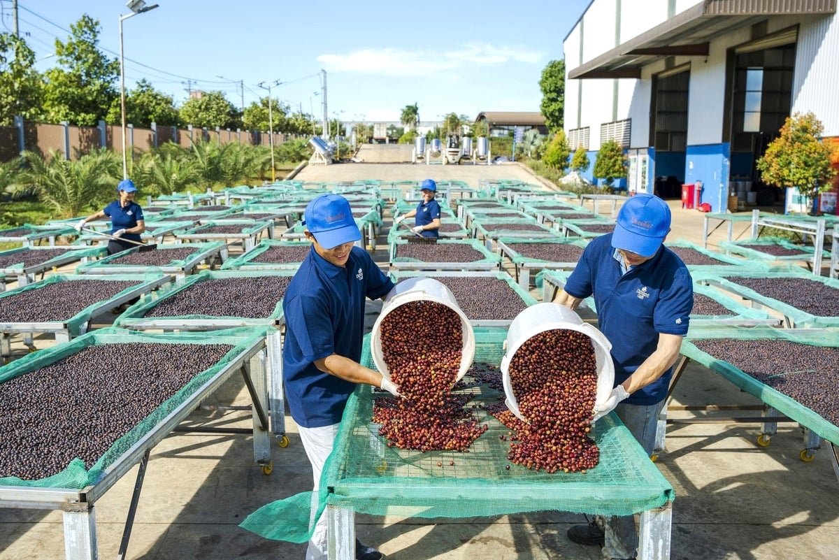 Công ty TNHH Vĩnh Hiệp chế biến cà phê phục vụ xuất khẩu. Ảnh: Tuấn Anh. Công ty TNHH Vĩnh Hiệp chế biến cà phê phục vụ xuất khẩu. Ảnh: Tuấn Anh.
