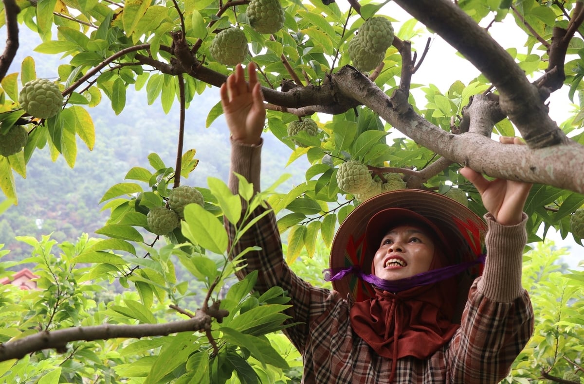 Trồng na hữu cơ tại xã Võ Nhai (Thái Nguyên). Ảnh: Ngọc Tú.