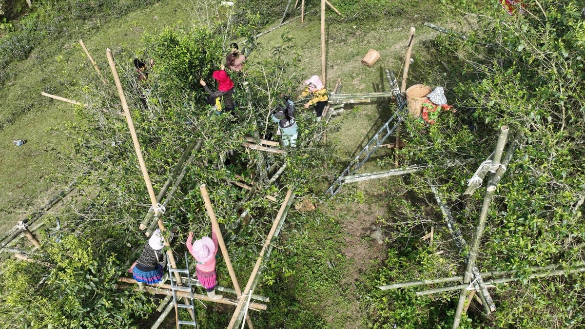 Người dân bắc thang, bắc giàn giáo để hái chè shan cổ thụ. Ảnh: Khương Trung.