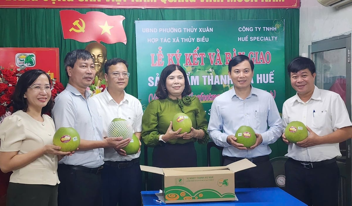 Lần đầu tiên 1 tấn thanh trà VietGAP ở phường Thủy Xuân (TP Huế) được đưa vào siêu thị phía Nam, qua đó mở rộng đầu ra ổn định cho sản phẩm nông nghiệp. Ảnh: Văn Dinh. Lần đầu tiên 1 tấn thanh trà VietGAP ở phường Thủy Xuân (TP Huế) được đưa vào siêu thị phía Nam, qua đó mở rộng đầu ra ổn định cho sản phẩm nông nghiệp. Ảnh: Văn Dinh.
