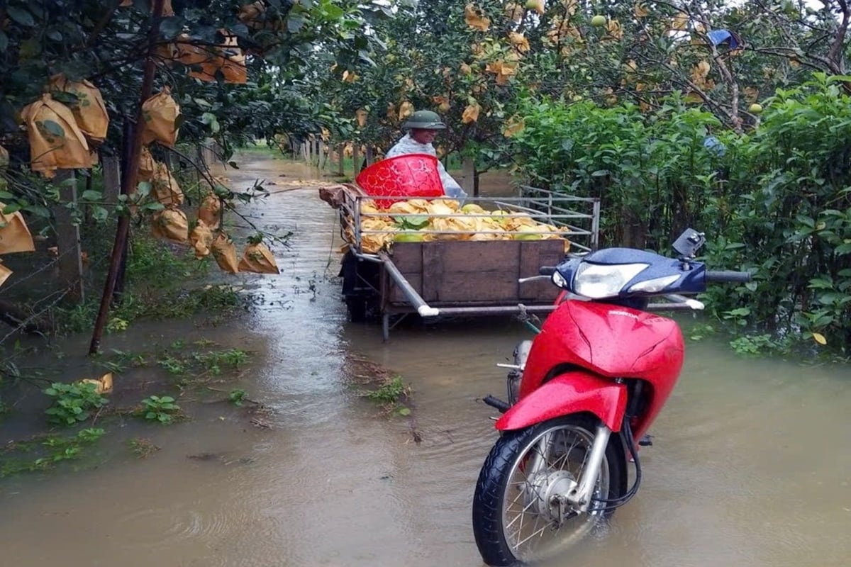 2 ha bưởi phúc trạch bị ngập buộc phải thu hoạch sớm hơn dự kiến. Ảnh: Hưng Phúc.