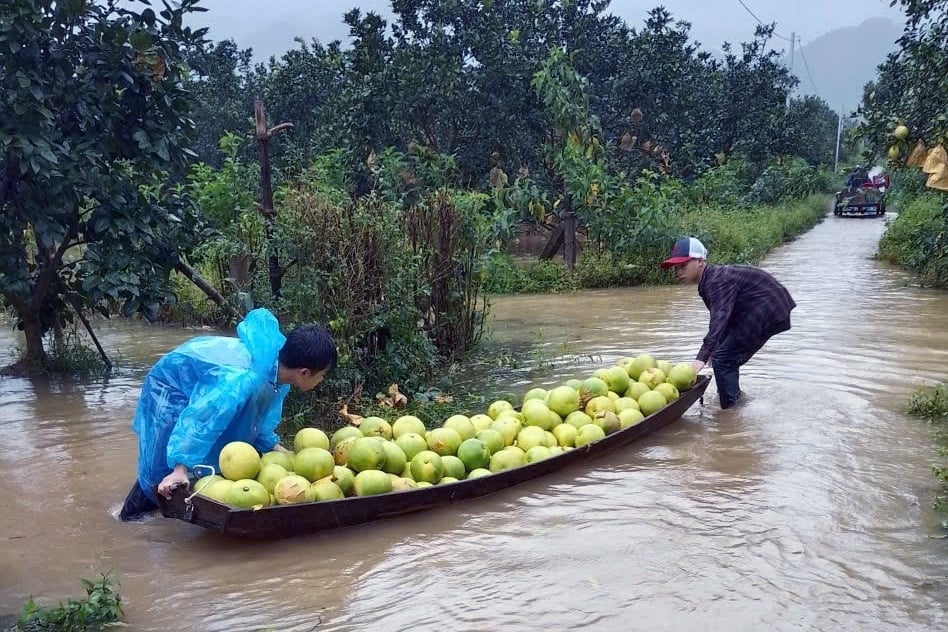 Nhưng nếu không tiêu thụ kịp thời sẽ bị thối. Ảnh: Hưng Phúc.