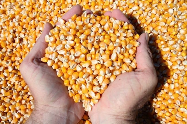 Argentina là thị trường lớn nhất cung cấp ngô cho Việt Nam trong 7 tháng đầu năm 2025. Ảnh: Trung Nguyên. Argentina là thị trường lớn nhất cung cấp ngô cho Việt Nam trong 7 tháng đầu năm 2025. Ảnh: Trung Nguyên.