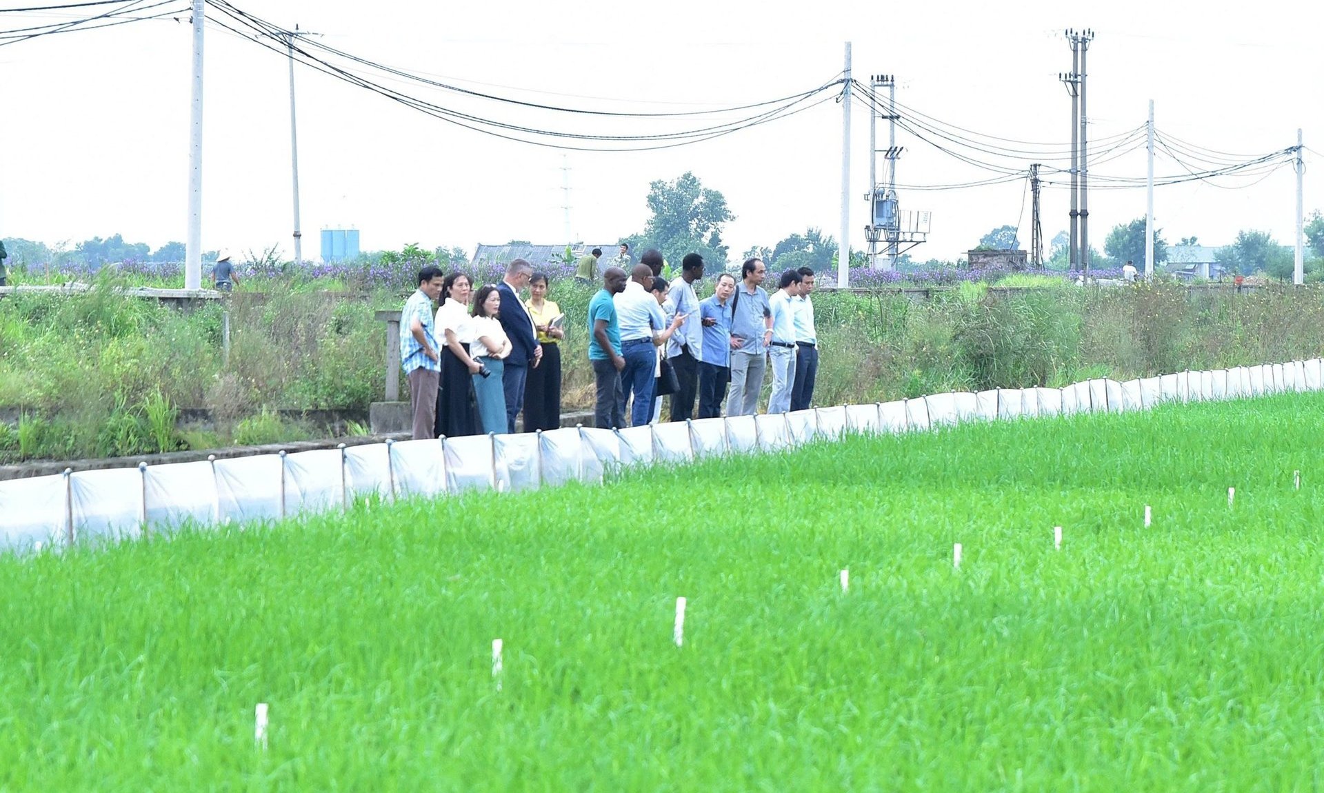 Các nhà khoa học nông nghiệp Senegal đến thăm cánh đồng tại Viện Cây lương thực và Cây thực phẩm. Ảnh: Kiều Chi. Các nhà khoa học nông nghiệp Senegal đến thăm cánh đồng tại Viện Cây lương thực và Cây thực phẩm. Ảnh: Kiều Chi.