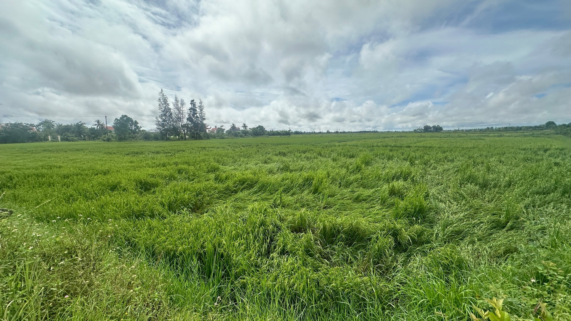 Vùng ruộng xã Ninh Châu bị đổ rạp gây thiệt hại cho nông dân. Ảnh: T. Đức. Vùng ruộng xã Ninh Châu bị đổ rạp gây thiệt hại cho nông dân. Ảnh: T. Đức.