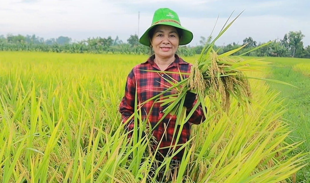 Nông dân trên địa bàn Nghệ An đặt nhiều niềm tin vào lúa TBR97. Ảnh: Ngọc Linh.