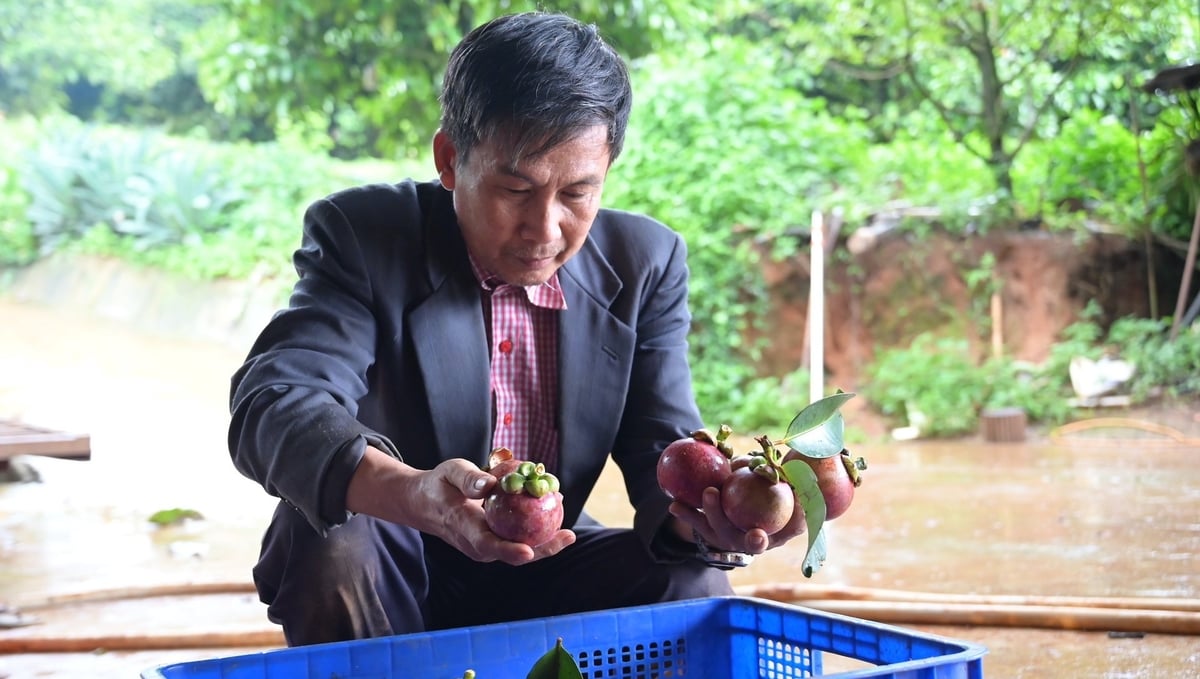 Dù thu nhập tiền tỷ mỗi năm nhưng bản thân ông Trần Quang Đông, chủ trang trại Gia Ân ở bon SrêÚ, phường Đông Gia Nghĩa, Lâm Đồng lúc nào cũng tay lấm chân bùn, trực tiếp kiểm tra chất lượng trái măng cụt trước khi đóng gói chuyển đi. Ảnh: Phạm Hoài. Dù thu nhập tiền tỷ mỗi năm nhưng bản thân ông Trần Quang Đông, chủ trang trại Gia Ân ở bon SrêÚ, phường Đông Gia Nghĩa, Lâm Đồng lúc nào cũng tay lấm chân bùn, trực tiếp kiểm tra chất lượng trái măng cụt trước khi đóng gói chuyển đi. Ảnh: Phạm Hoài.