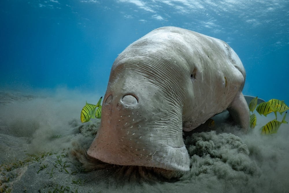 Một con Dugong (Bò biển) ở Côn Đảo đang tìm thức ăn dưới đáy biển. Ảnh: Ban Quản lý Vườn quốc gia Côn Đảo.