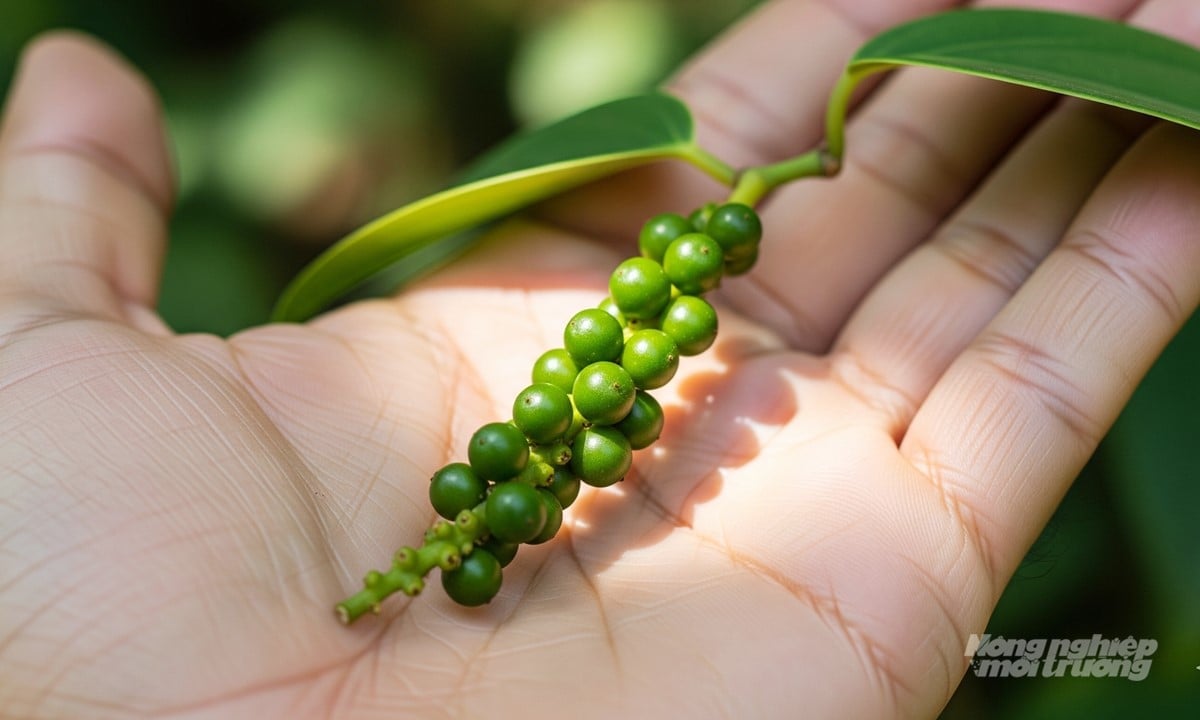Giá tiêu hôm nay 31/8/2025 ở trong nước và thế giới mới nhất Giá tiêu hôm nay 31/8/2025 ở trong nước và thế giới mới nhất