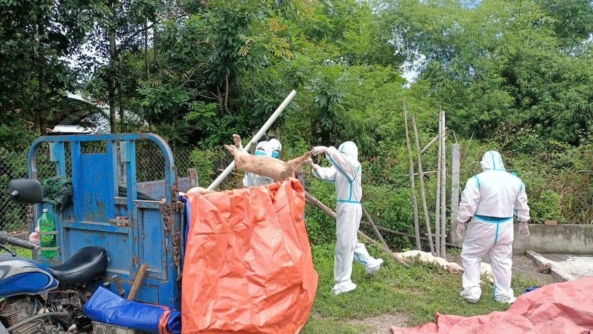 Quy trình tiêu hủy lợn nhiễm dịch tại Đà Nẵng đảm bảo an toàn. Ảnh: Lan Anh. Quy trình tiêu hủy lợn nhiễm dịch tại Đà Nẵng đảm bảo an toàn. Ảnh: Lan Anh.
