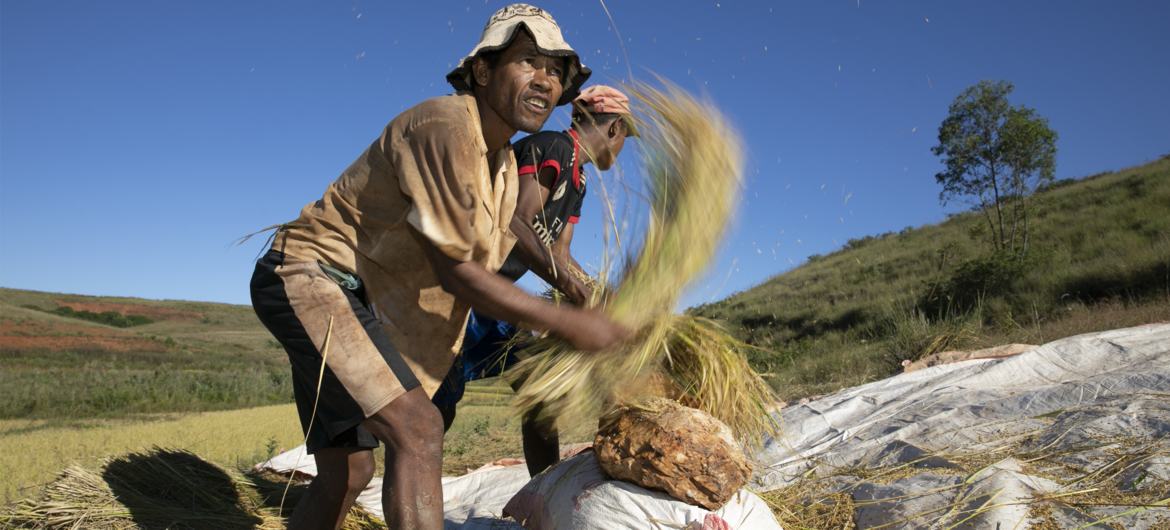 Nông dân ở vùng nông thôn Madagascar. Ảnh: Africa GreenTec Madagascar/Yann Raz. Nông dân ở vùng nông thôn Madagascar. Ảnh: Africa GreenTec Madagascar/Yann Raz.
