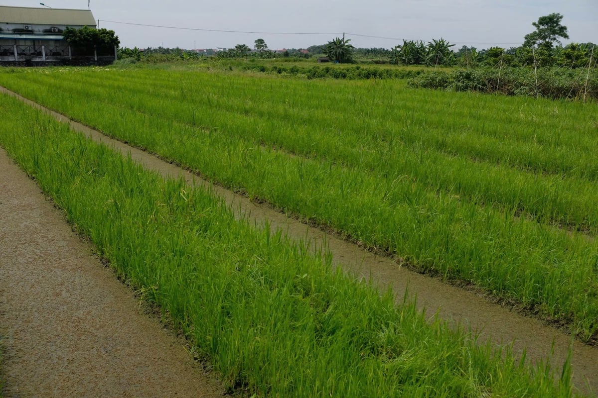 Mô hình nuôi bèo hoa dâu làm phân xanh cho rau quả và lúa do Nguyễn Khắc Hoàng thực hiện ở Hợp tác xã Vân Hội Xanh. Ảnh: Quỳnh Chi. Mô hình nuôi bèo hoa dâu làm phân xanh cho rau quả và lúa do Nguyễn Khắc Hoàng thực hiện ở Hợp tác xã Vân Hội Xanh. Ảnh: Quỳnh Chi.