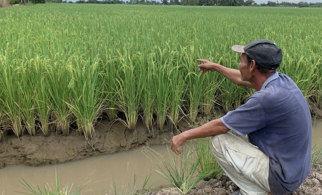 Nhờ áp dụng kỹ thuật canh tác mới, nông dân vừa giảm được chi phí sản xuất vừa nâng cao năng suất. Ảnh: Hồ Thảo. Nhờ áp dụng kỹ thuật canh tác mới, nông dân vừa giảm được chi phí sản xuất vừa nâng cao năng suất. Ảnh: Hồ Thảo.