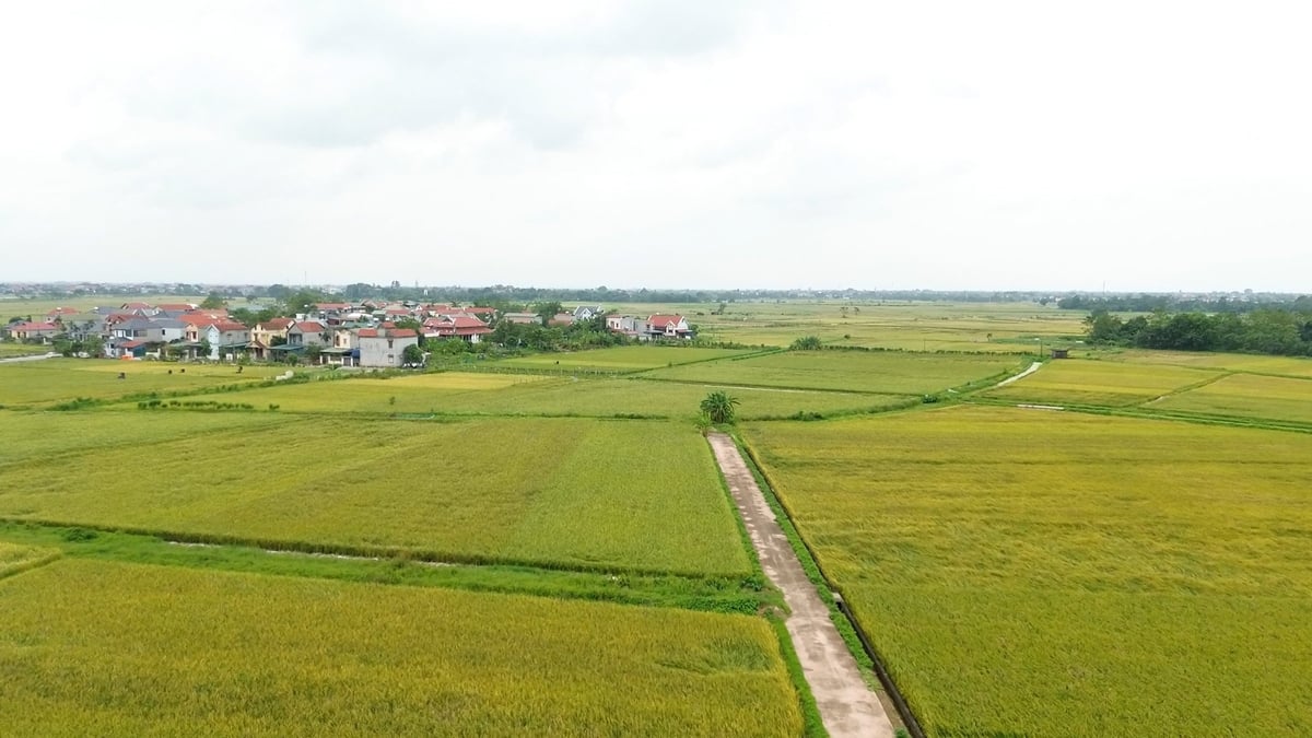Đồng ruộng quê hương ông Kim Ngọc hôm nay. Ảnh: An Khang. 