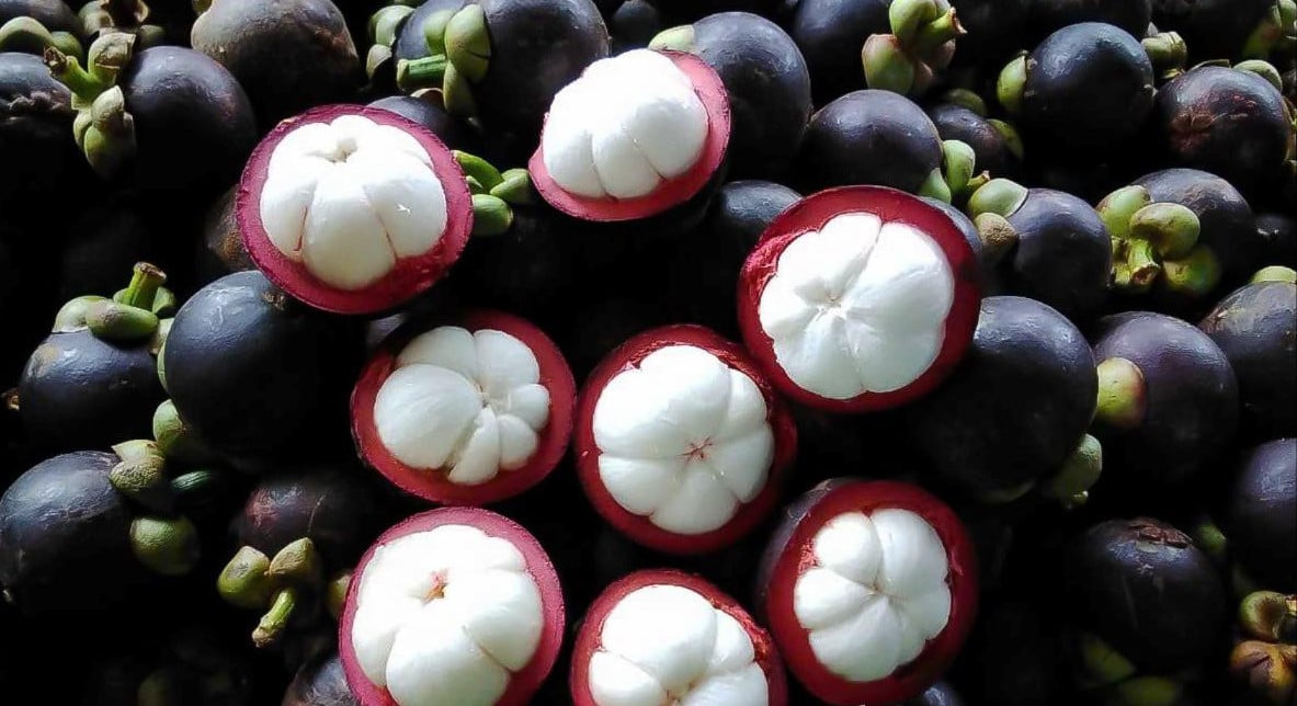 Kiên định với con đường hữu cơ suốt nhiều năm, ông Đông đã gặt quả ngọt đúng nghĩa khi vườn măng cụt được chứng nhận VietGAP, GlobalGAP và đến 12/2023 măng cụt Gia Ân được công nhận sản phẩm OCOP 4 sao của tỉnh Đắk Nông cũ nay là tỉnh Lâm Đồng. Ảnh: GP. Kiên định với con đường hữu cơ suốt nhiều năm, ông Đông đã gặt quả ngọt đúng nghĩa khi vườn măng cụt được chứng nhận VietGAP, GlobalGAP và đến 12/2023 măng cụt Gia Ân được công nhận sản phẩm OCOP 4 sao của tỉnh Đắk Nông cũ nay là tỉnh Lâm Đồng. Ảnh: GP.