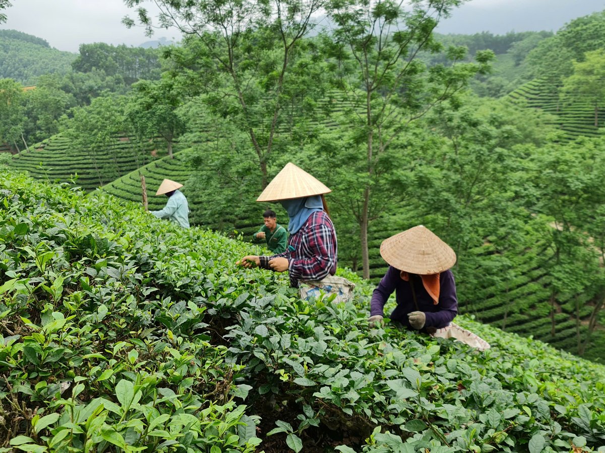 Những nương chè hình bát úp xanh ngát ở Tân Trào vừa cho người nông dân tăng thu nhập, vừa là điểm đến du lịch trải nghiệm thú vị. Ảnh: Đào Thanh.