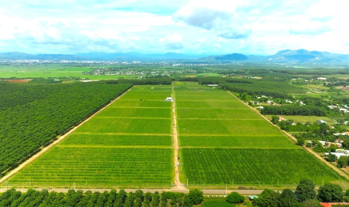 Đến nay, Công ty Cổ phần Chế biến Nông sản Sao Mai đã và đang phát triển vùng nguyên liệu quy mô 2.000 ha tại Quảng Ngãi. Ảnh: L.K. Đến nay, Công ty Cổ phần Chế biến Nông sản Sao Mai đã và đang phát triển vùng nguyên liệu quy mô 2.000 ha tại Quảng Ngãi. Ảnh: L.K.