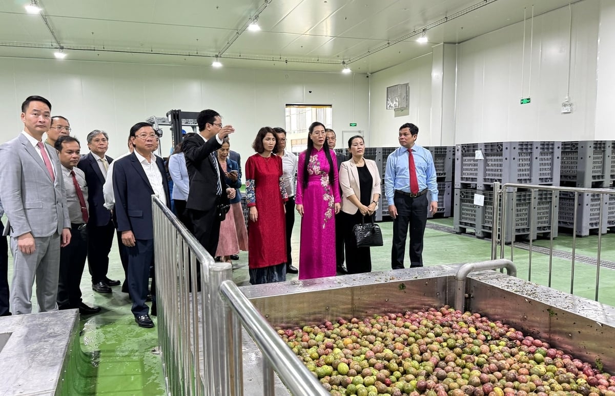 Bà Bùi Thị Quỳnh Vân, Bí thư Tỉnh ủy Quảng Ngãi (áo hồng) tham quan dây chuyển chế biến sản phẩm của Nhà máy chế biến Nông sản và dược liệu Sao Mai. Ảnh:L.K. Bà Bùi Thị Quỳnh Vân, Bí thư Tỉnh ủy Quảng Ngãi (áo hồng) tham quan dây chuyển chế biến sản phẩm của Nhà máy chế biến Nông sản và dược liệu Sao Mai. Ảnh:L.K.