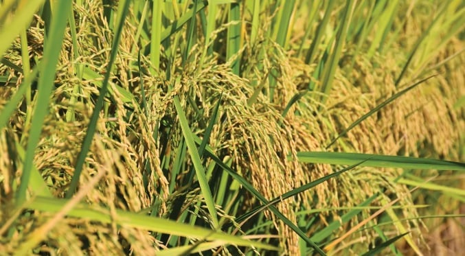 Import subsidies and record production in India are just two of the reasons rice prices have dropped so far. Photo: Brent Murphree.
