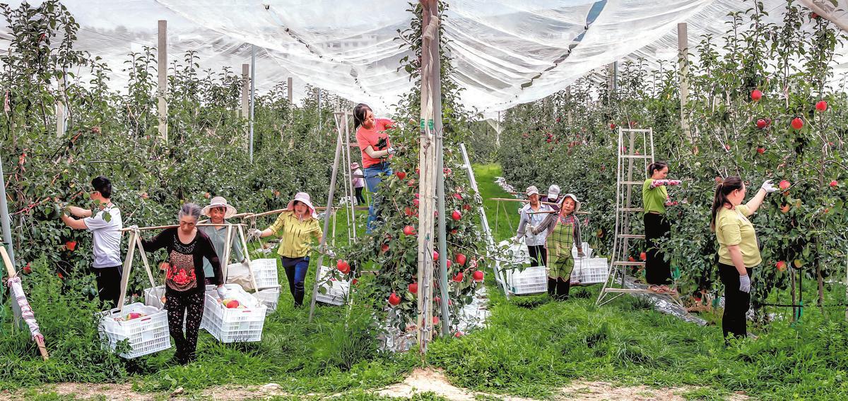 Farmers pick apples at a production base of Zhaotong Chaoyue Agriculture in Zhao tong, Yunnan province. XU JING/FOR CHINA DAILY.