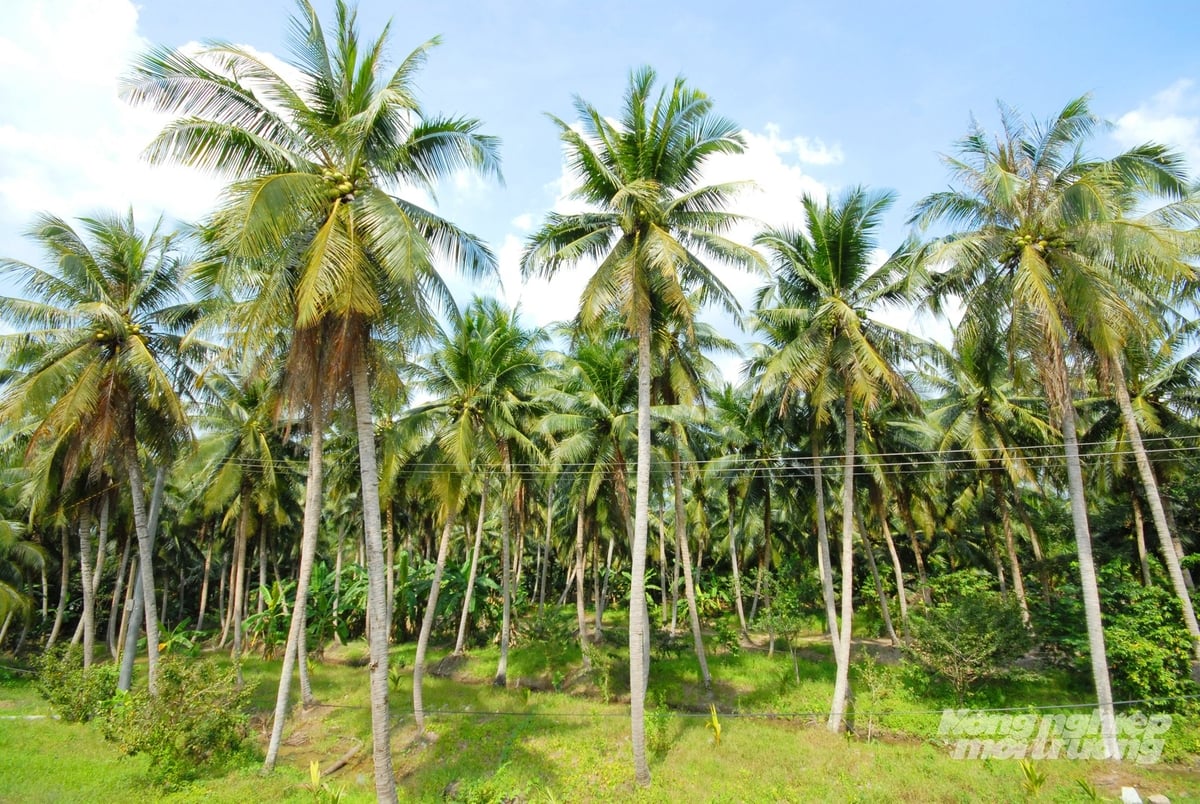 Tân Phú Đông hiện có 2.900 ha dừa, sản lượng đạt 25.000 tấn/năm. Ảnh: Lê Hoàng Vũ. Tân Phú Đông hiện có 2.900 ha dừa, sản lượng đạt 25.000 tấn/năm. Ảnh: Lê Hoàng Vũ.