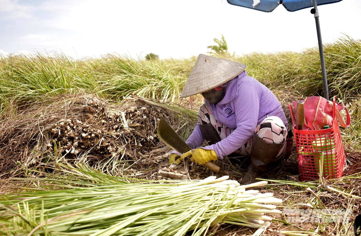 Nông dân thu hoạch sả bán cho thương lái. Ảnh: Lê Hoàng Vũ. Nông dân thu hoạch sả bán cho thương lái. Ảnh: Lê Hoàng Vũ.