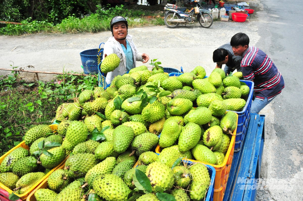Tân Phú Đông nổi tiếng với cây mãng cầu Xiêm (gốc ghép với cây Bình Bát thích nghi tốt với vùng mặn, lợ). Ảnh: Lê Hoàng Vũ. Tân Phú Đông nổi tiếng với cây mãng cầu Xiêm (gốc ghép với cây Bình Bát thích nghi tốt với vùng mặn, lợ). Ảnh: Lê Hoàng Vũ.