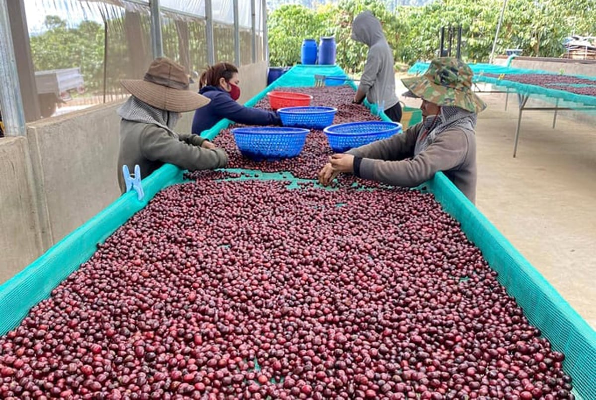 Cà phê tiếp tục là điểm sáng, khi đạt 6,2 tỷ USD tính đến giữa tháng 8 - tăng tới 62,8% so với cùng kỳ năm ngoái. Ảnh: Sơn Trang.