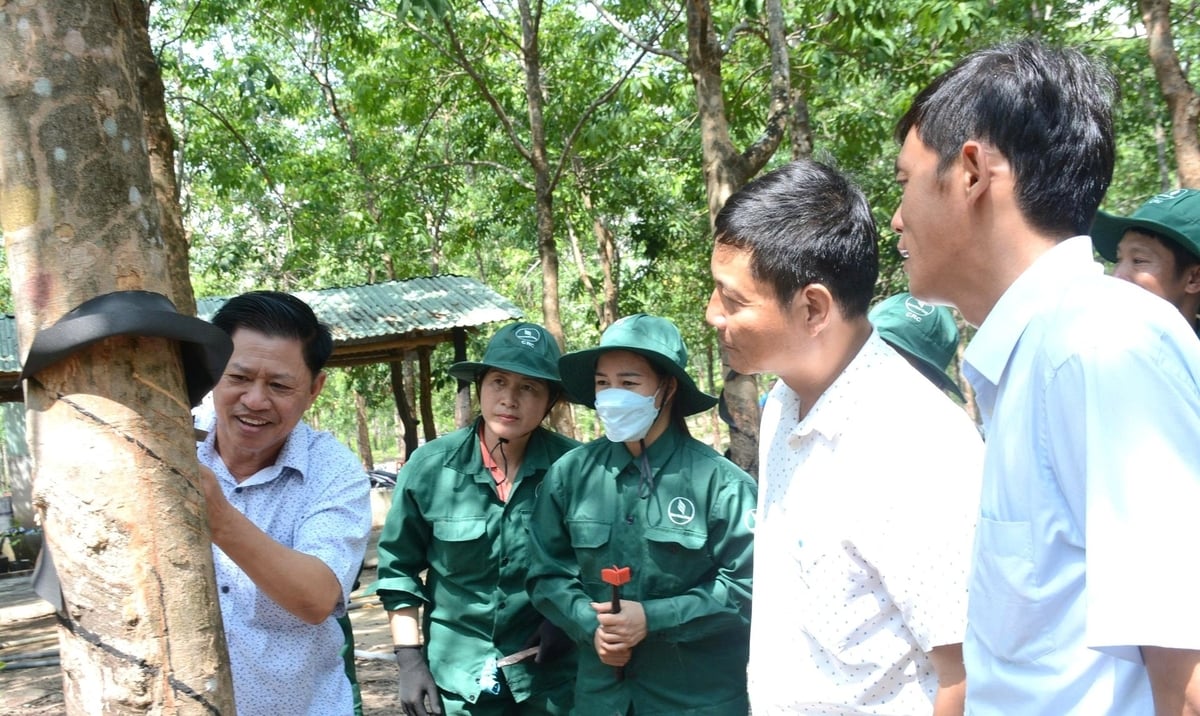 Hướng dẫn công nhân cạo mủ tại vườn cao su Chư Sê. Ảnh: ĐL. Hướng dẫn công nhân cạo mủ tại vườn cao su Chư Sê. Ảnh: ĐL.