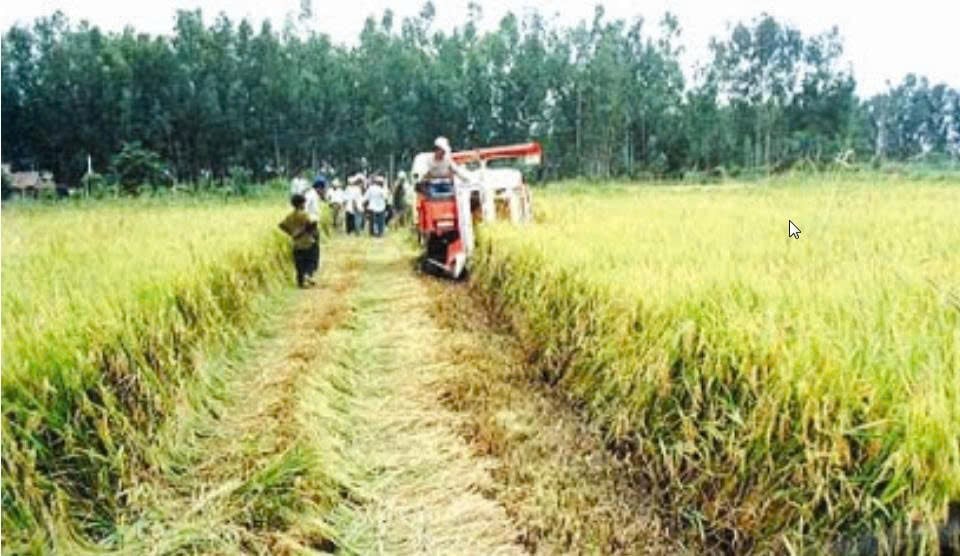 Cánh đồng lúa ở Nông trường Sông Hậu một thời. Ảnh: Tư liệu Nông trường. Cánh đồng lúa ở Nông trường Sông Hậu một thời. Ảnh: Tư liệu Nông trường.