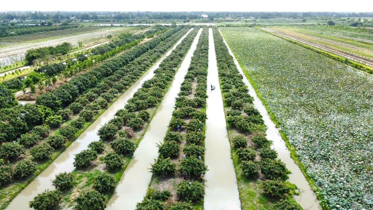 Nông trường Sông Hậu ngày nay trở thành vùng đất trù phú để phát triển cây ăn trái cho giá trị kinh tế cao. Ảnh: Kim Anh. Nông trường Sông Hậu ngày nay trở thành vùng đất trù phú để phát triển cây ăn trái cho giá trị kinh tế cao. Ảnh: Kim Anh.