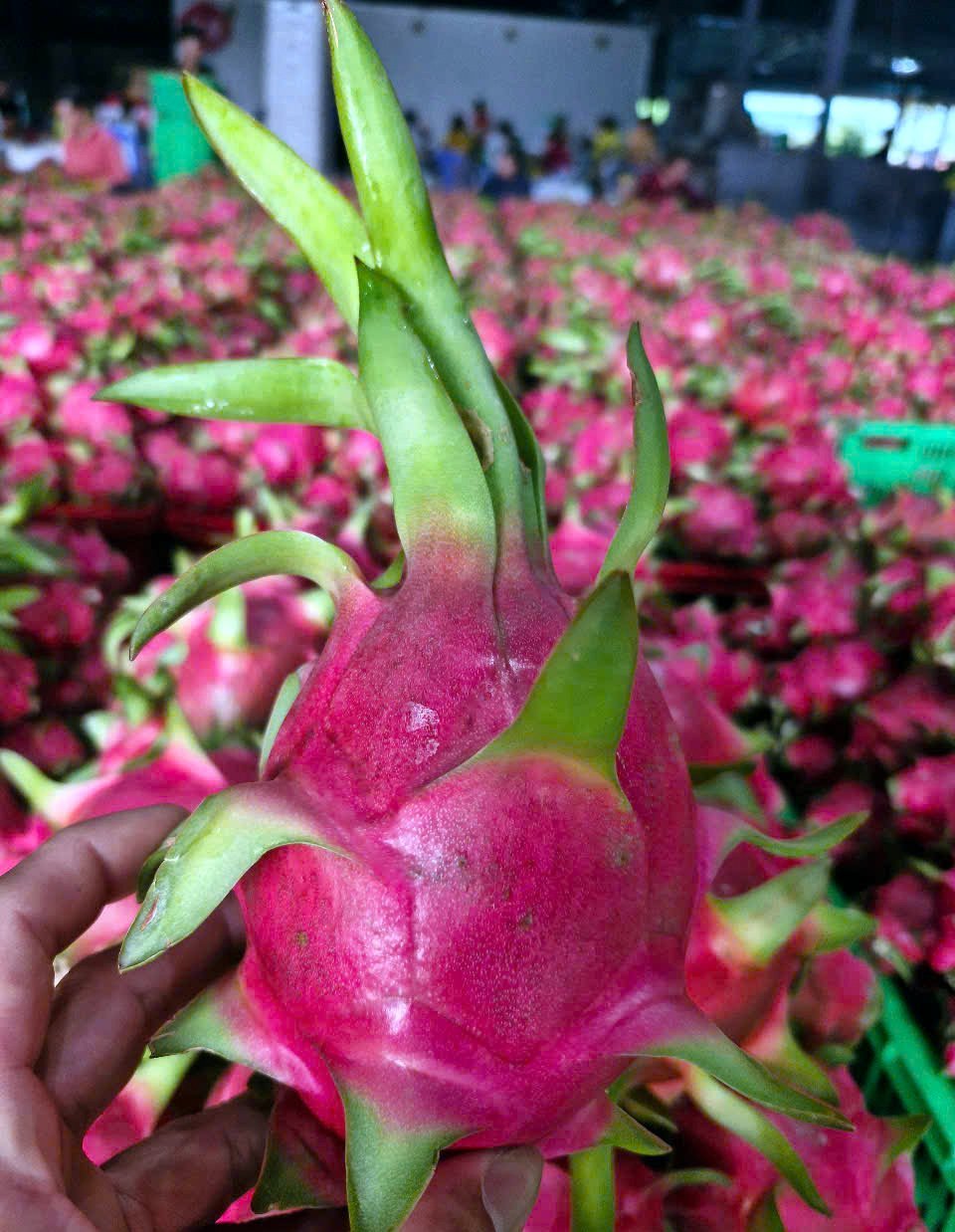 Tỉnh Lâm Đồng được mệnh danh là thủ phủ sản xuất thanh long. Ảnh: Kim Sơ. Tỉnh Lâm Đồng được mệnh danh là thủ phủ sản xuất thanh long. Ảnh: Kim Sơ.
