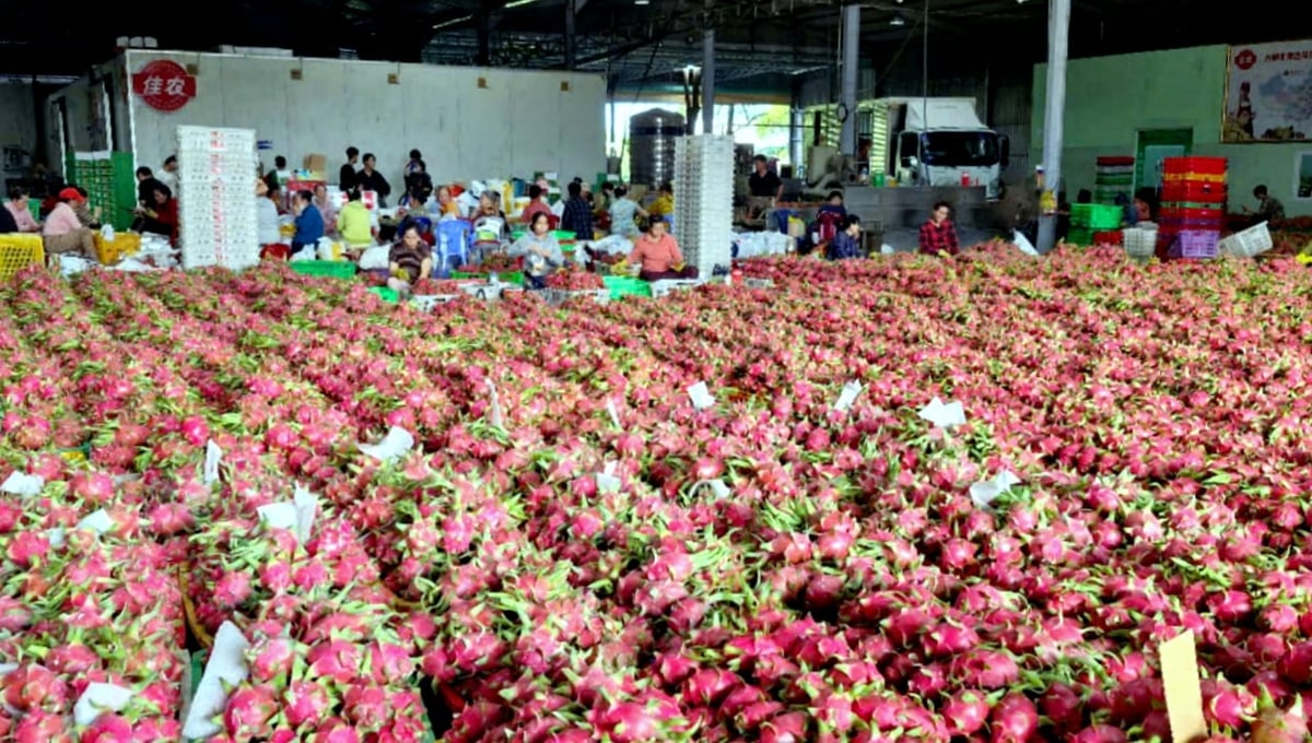 Thời gian qua, thị trường khởi sắc, việc xuất khẩu thanh long ở tỉnh Lâm Đồng tăng trưởng đáng kể. Ảnh: Kim Sơ. Thời gian qua, thị trường khởi sắc, việc xuất khẩu thanh long ở tỉnh Lâm Đồng tăng trưởng đáng kể. Ảnh: Kim Sơ.