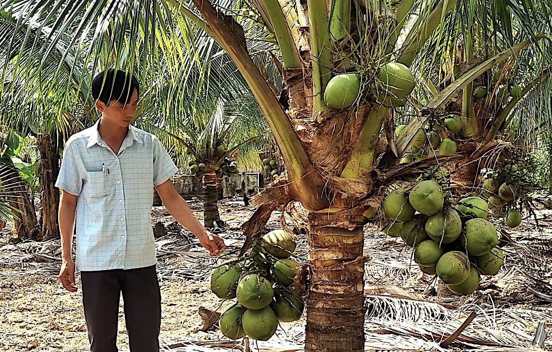Rất nhiều nông dân ở Lê Minh Xuân làm kinh tế giỏi, giàu lên. Trong ảnh là Tổ hợp tác trồng dừa Lê MInh Xuân. Ảnh: Hồng Thủy. Rất nhiều nông dân ở Lê Minh Xuân làm kinh tế giỏi, giàu lên. Trong ảnh là Tổ hợp tác trồng dừa Lê MInh Xuân. Ảnh: Hồng Thủy.