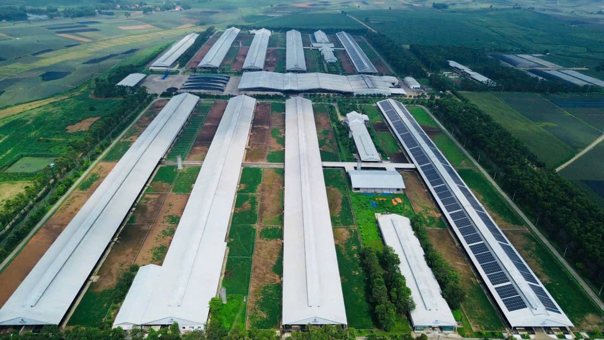 Trang trại bò sữa của Công ty TNHH MTV Bò sữa Thống Nhất Thanh Hóa. Ảnh: Công ty cung cấp. Trang trại bò sữa của Công ty TNHH MTV Bò sữa Thống Nhất Thanh Hóa. Ảnh: Công ty cung cấp.
