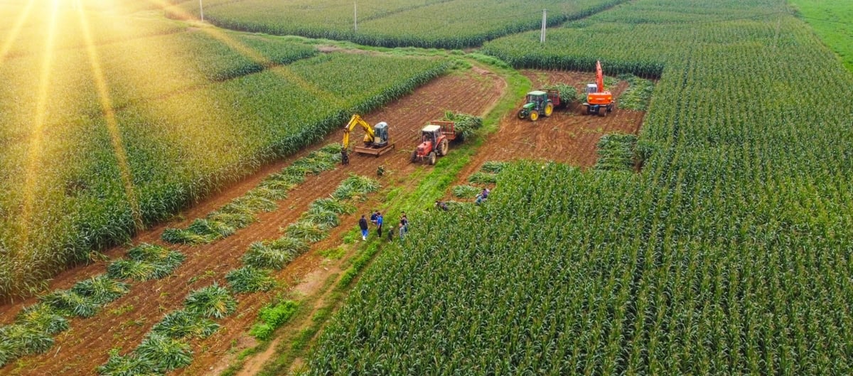 Cánh đồng ngô sinh khối làm thức ăn cho bò sữa. Ảnh: Vinamilk. Cánh đồng ngô sinh khối làm thức ăn cho bò sữa. Ảnh: Vinamilk.