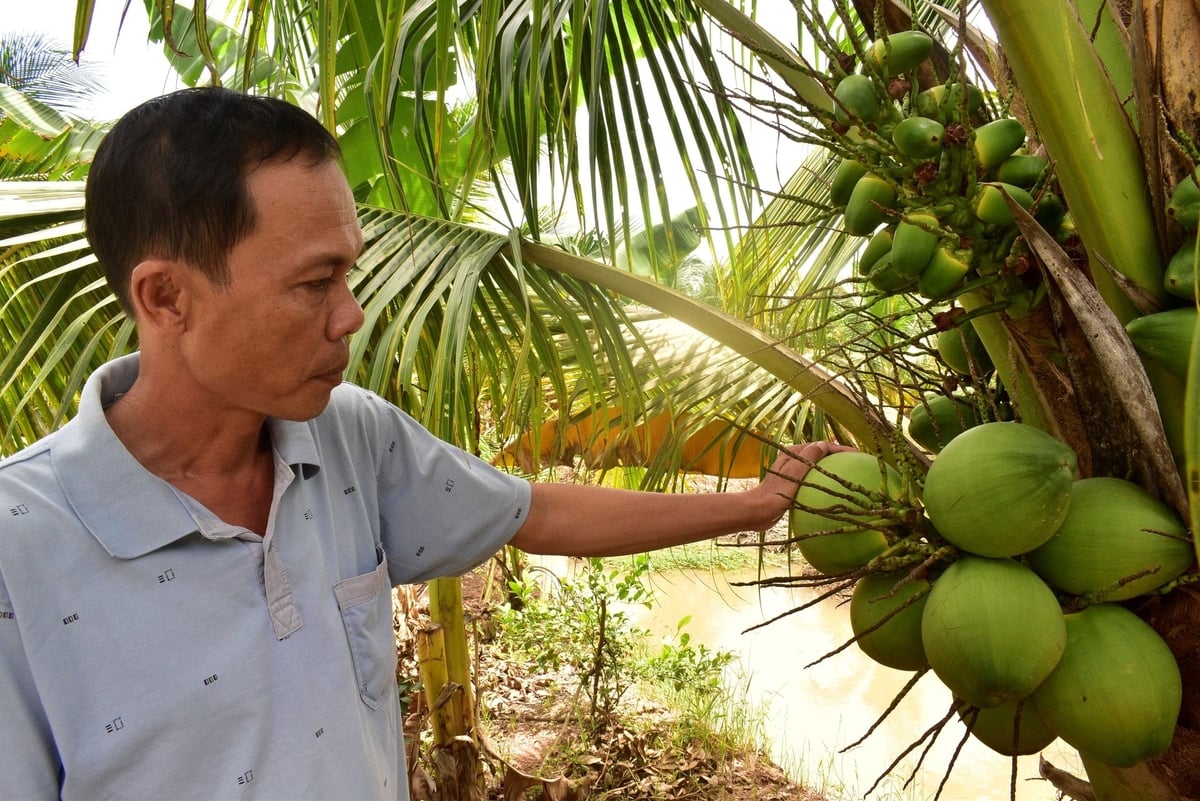 Dư địa ngành dừa Việt Nam còn lớn, người dân và doanh nghiệp yên tâm đầu tư sản xuất kinh doanh. Ảnh: Minh Đảm. Dư địa ngành dừa Việt Nam còn lớn, người dân và doanh nghiệp yên tâm đầu tư sản xuất kinh doanh. Ảnh: Minh Đảm.