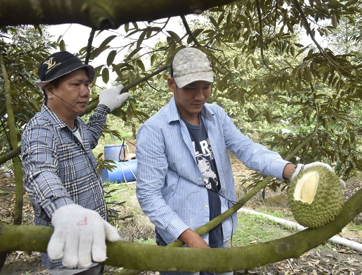 Giá sầu riêng tại ĐBSCL đang tăng trở lại. Ảnh: Minh Đảm. Giá sầu riêng tại ĐBSCL đang tăng trở lại. Ảnh: Minh Đảm.