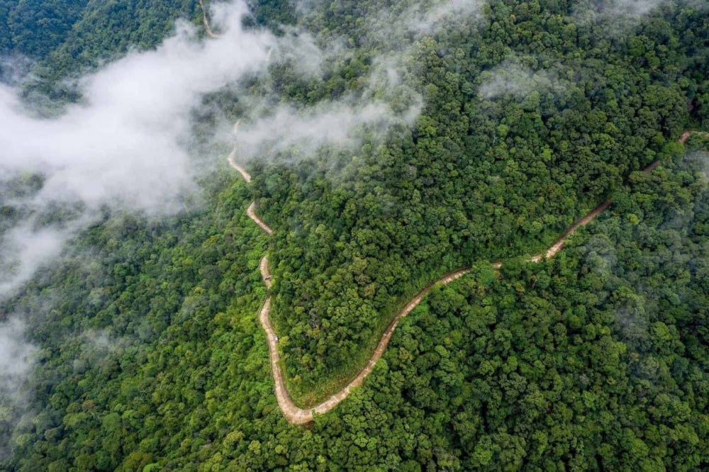 Transfer of 1 million tons of carbon in the North Central region to IBRD. Illustrative photo.