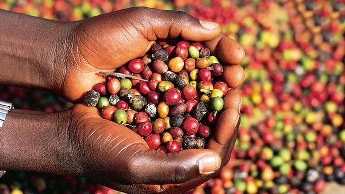 Coffee prices on September 1, 2025, domestically and globally