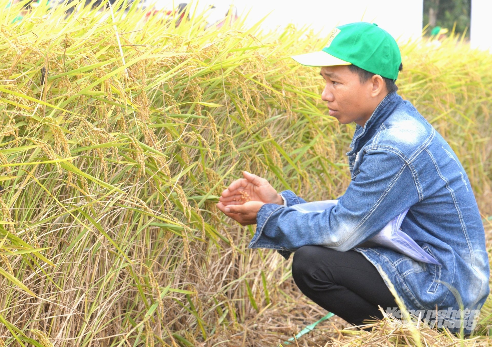 Giá lúa giảm mạnh trong thời gian ngắn, trong khi còn trên 100 ngàn ha lúa đang vào vụ thu hoạch, khiến không ít nông dân trồng lúa ở An Giang lo lắng sẽ không còn lợi nhuận. Ảnh: Trung Chánh. Giá lúa giảm mạnh trong thời gian ngắn, trong khi còn trên 100 ngàn ha lúa đang vào vụ thu hoạch, khiến không ít nông dân trồng lúa ở An Giang lo lắng sẽ không còn lợi nhuận. Ảnh: Trung Chánh.
