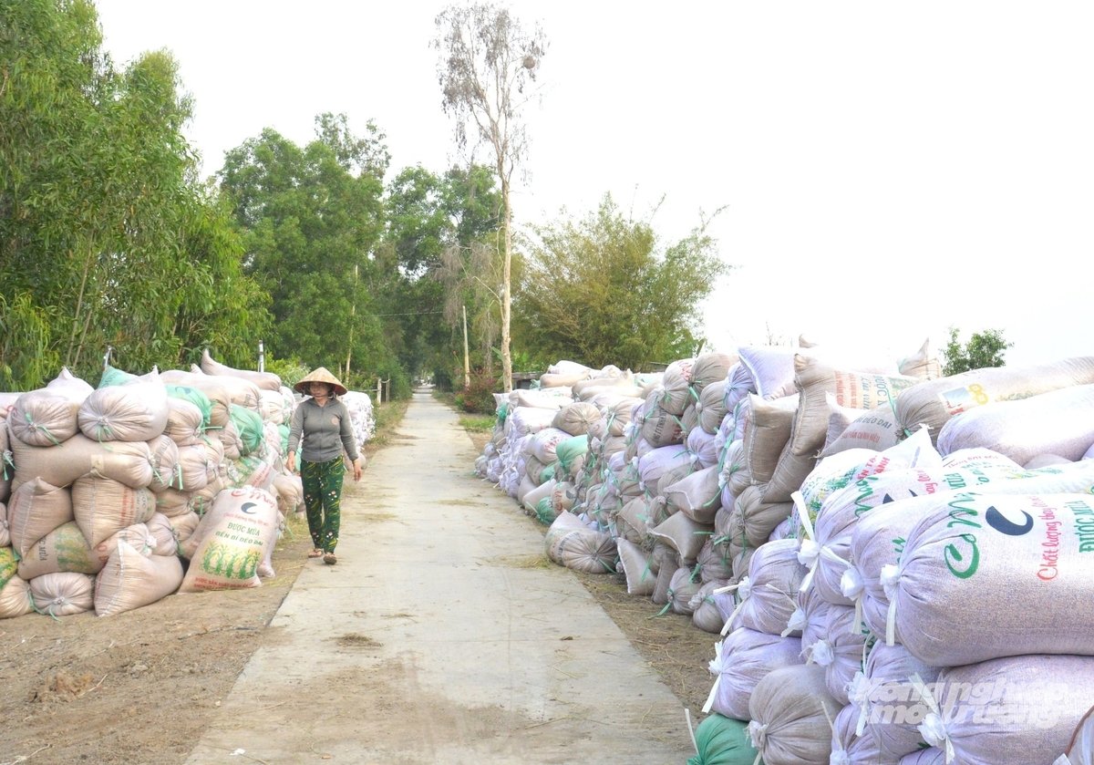 Nông dân vùng Tứ giác Long Xuyên (tỉnh An Giang) thu hoạch lúa chất đống hai bên đường giao thông, chờ thương lái đến thu mua. Ảnh: Trung Chánh. Nông dân vùng Tứ giác Long Xuyên (tỉnh An Giang) thu hoạch lúa chất đống hai bên đường giao thông, chờ thương lái đến thu mua. Ảnh: Trung Chánh.