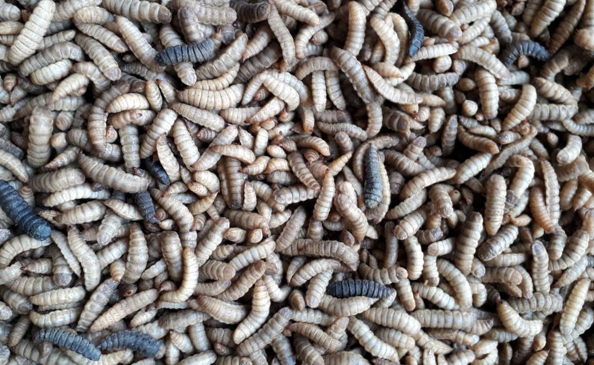 Sâu canxi thức ăn đầy dinh dưỡng cho vật nuôi. Ảnh: Kim Sơ. Sâu canxi thức ăn đầy dinh dưỡng cho vật nuôi. Ảnh: Kim Sơ.